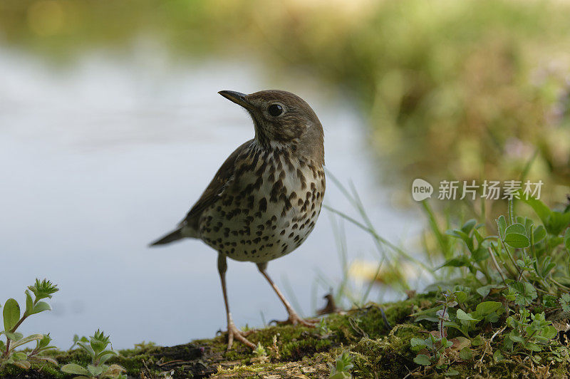 鹅口疮(Turdus philomelus)